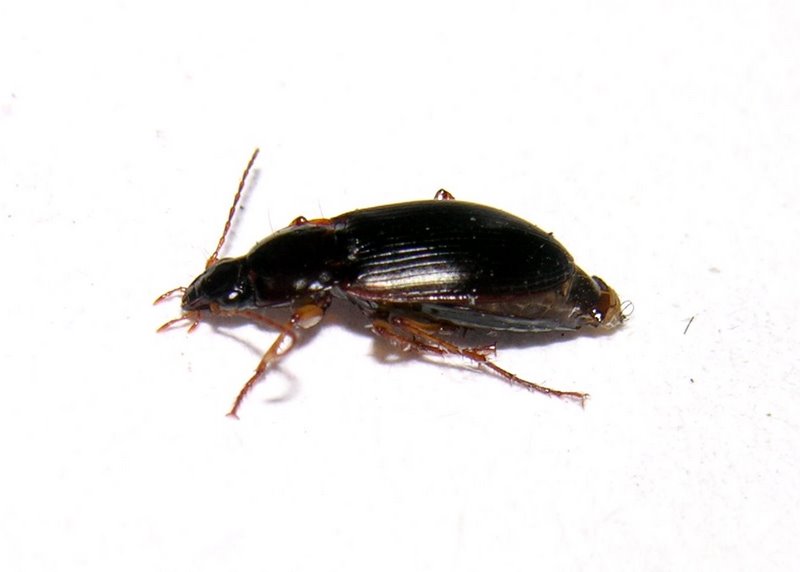 Carabidae 2: Calathus cinctus